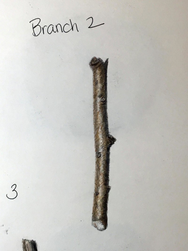 colored-branch-2