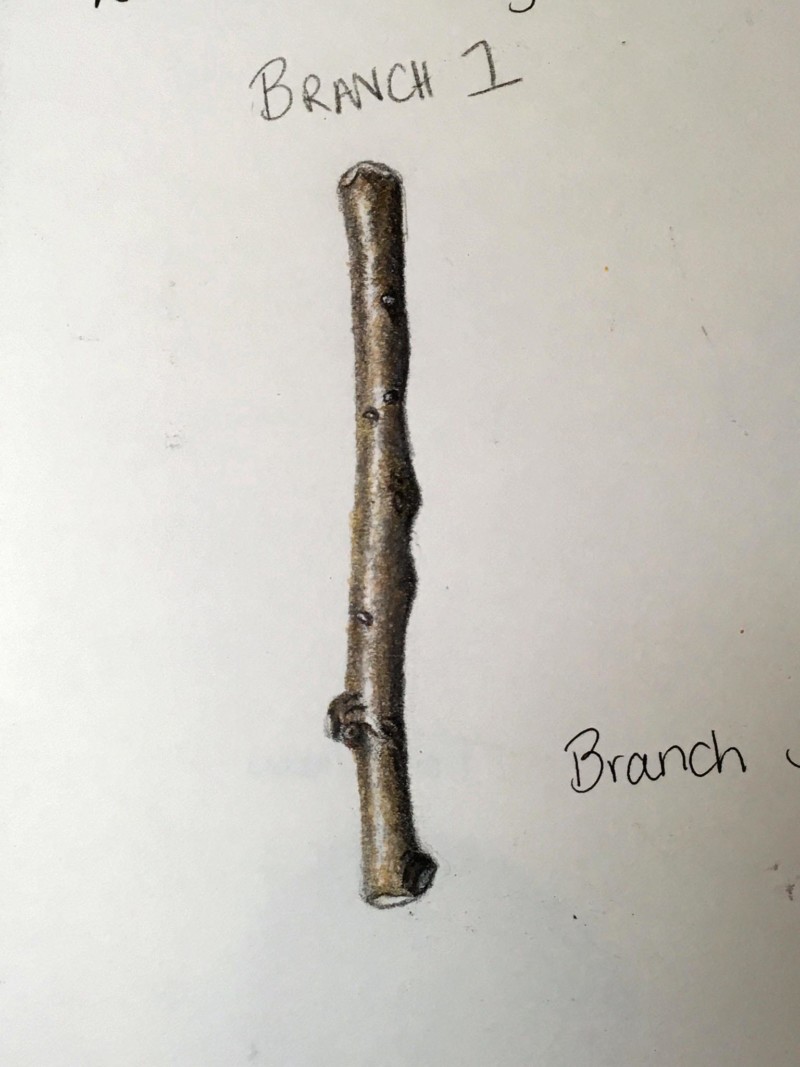 colored-brank1