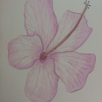 hibiscus