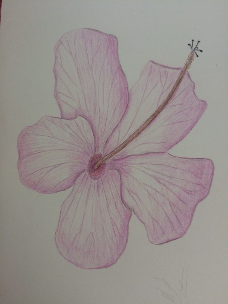 hibiscus