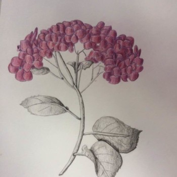 hydrangea-2