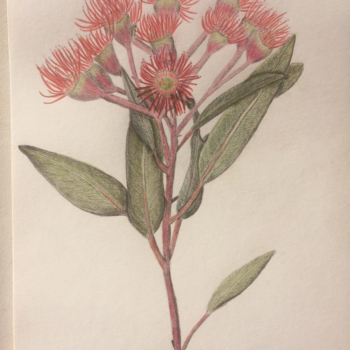 red-flowering-gum