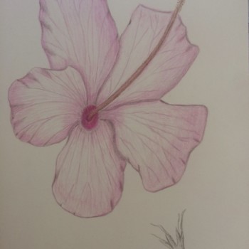 hibiscus-2-2