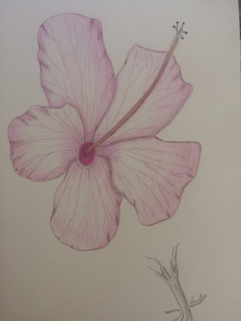 hibiscus-2-2