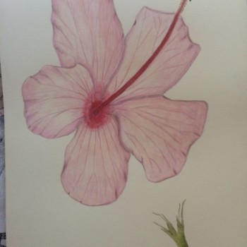 hibiscus-final