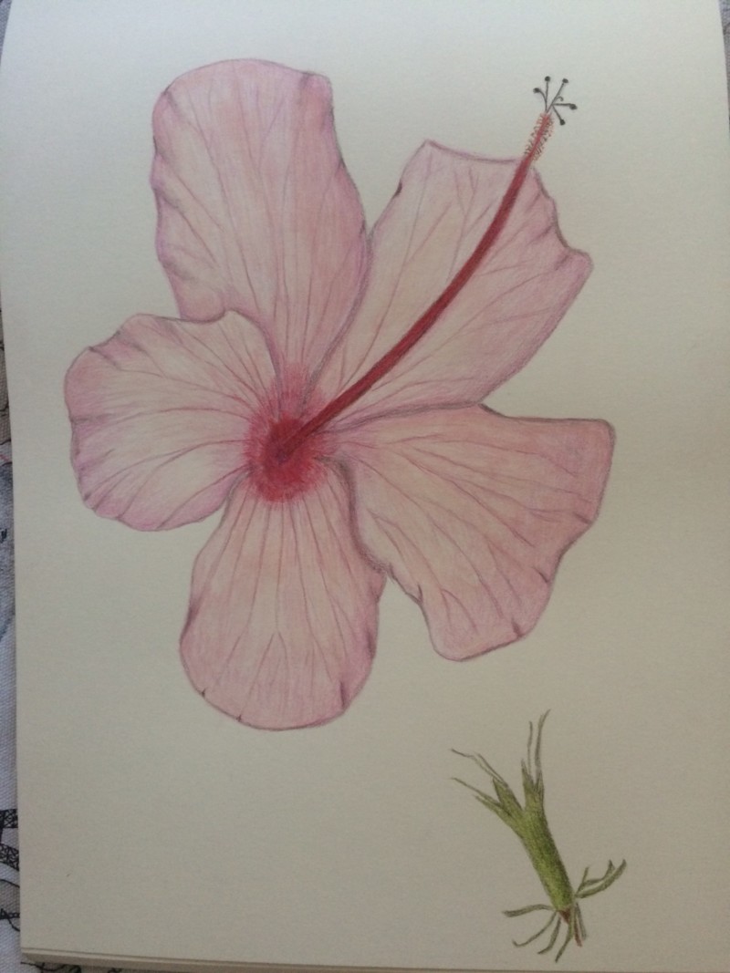hibiscus-final