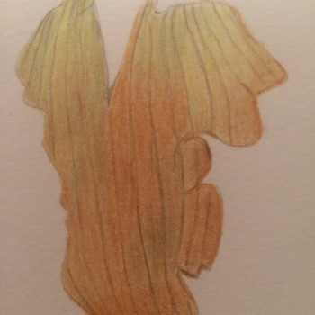 onion-skin