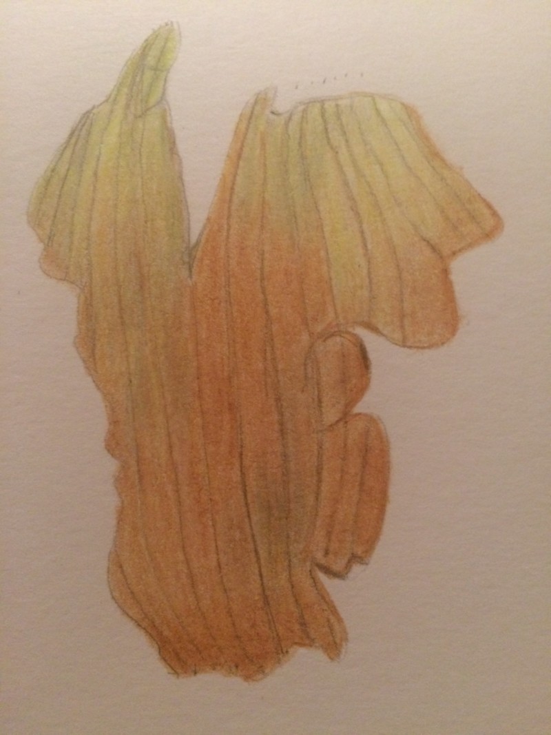 onion-skin