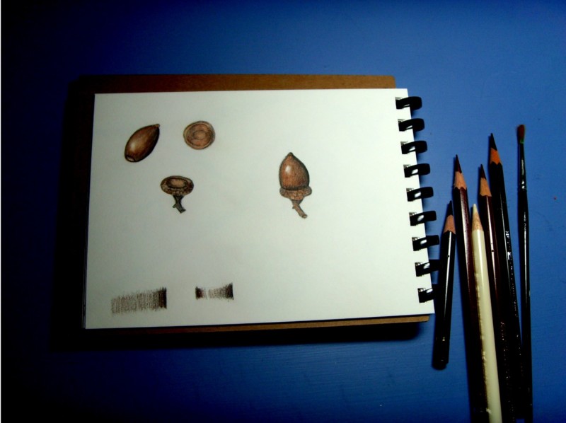 acorn-botanical-2