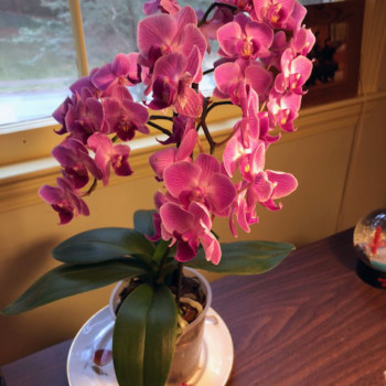 live-orchid-2