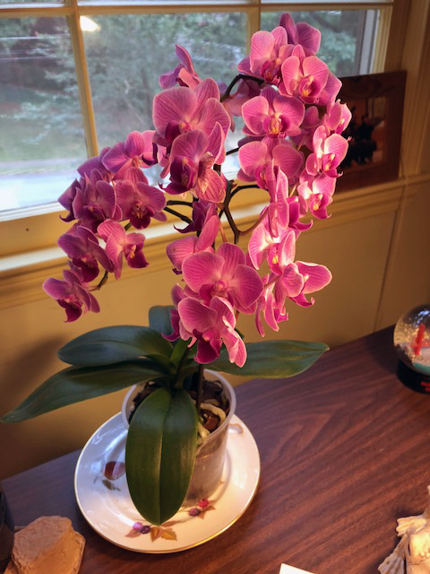 live-orchid-2