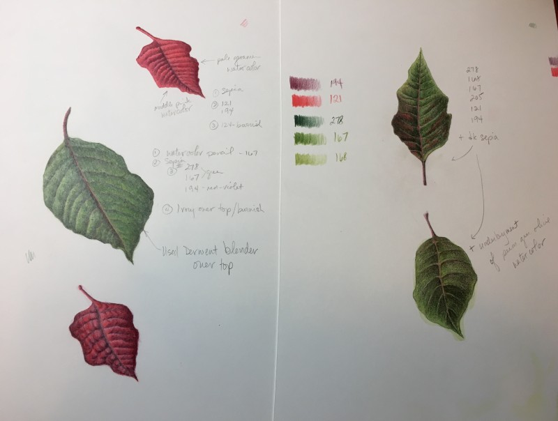 poinsettia-leaves