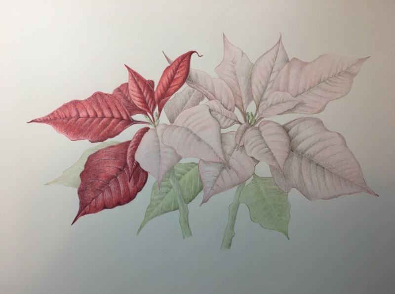 poinsettia-red