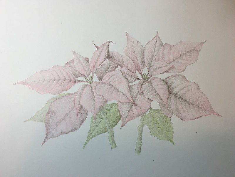 poinsettia-sepia