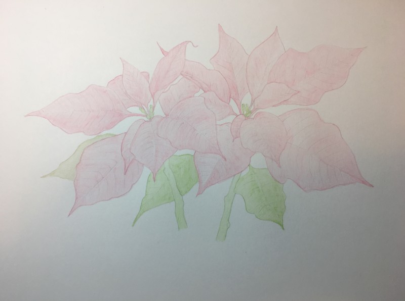 poinsettis-wash1