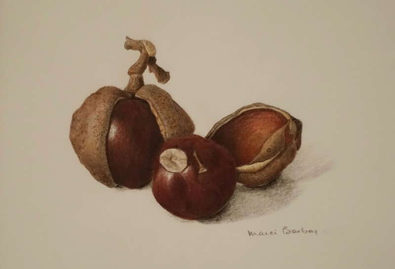 buckeyes-from-old-salem-nc