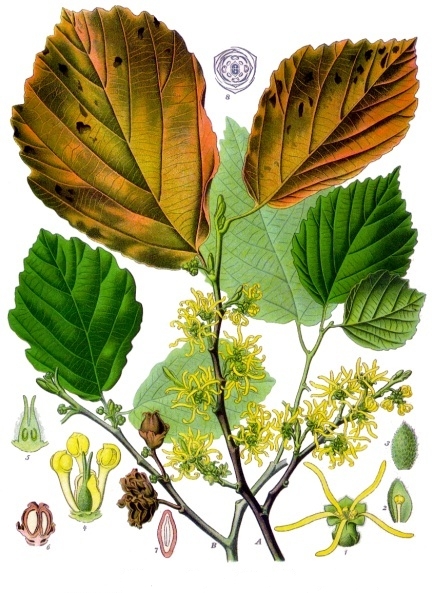 hamamelis_virginiana_-_ko%cc%88hler-s_medizinal-pflanzen-070