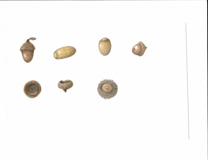 acorn-page