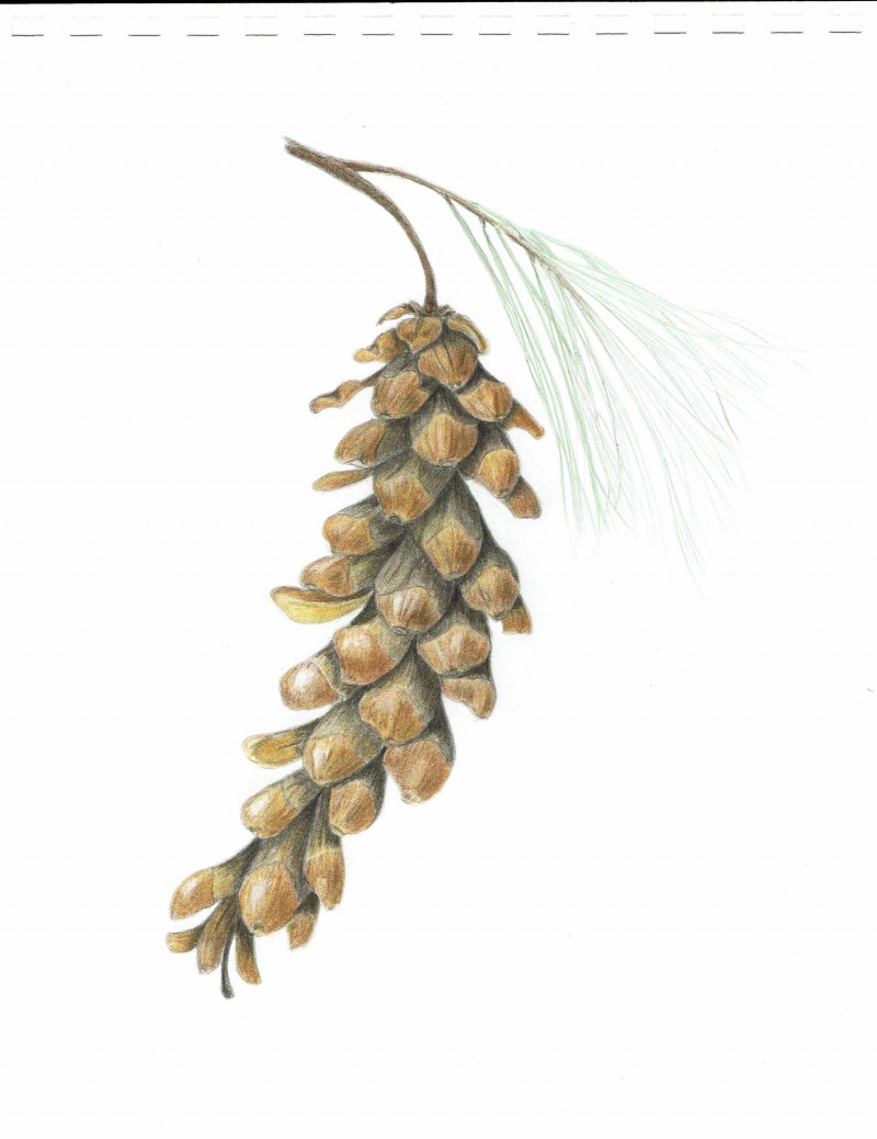 white-pine-cone