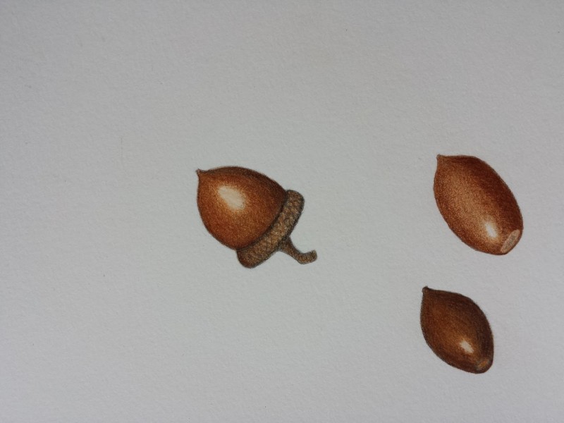 botanical-illustration-lesson-2