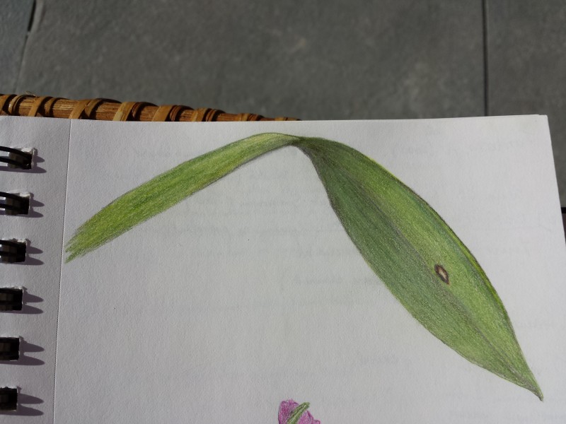 leaf-2