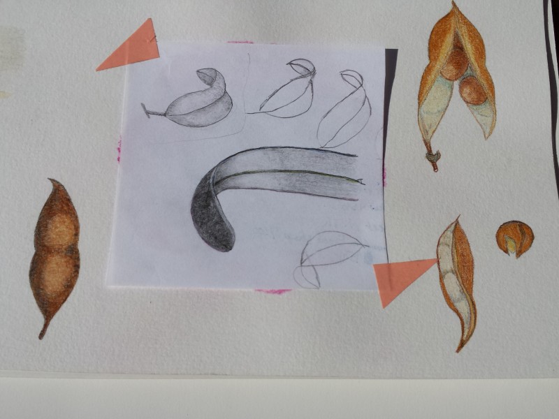 leaf-3