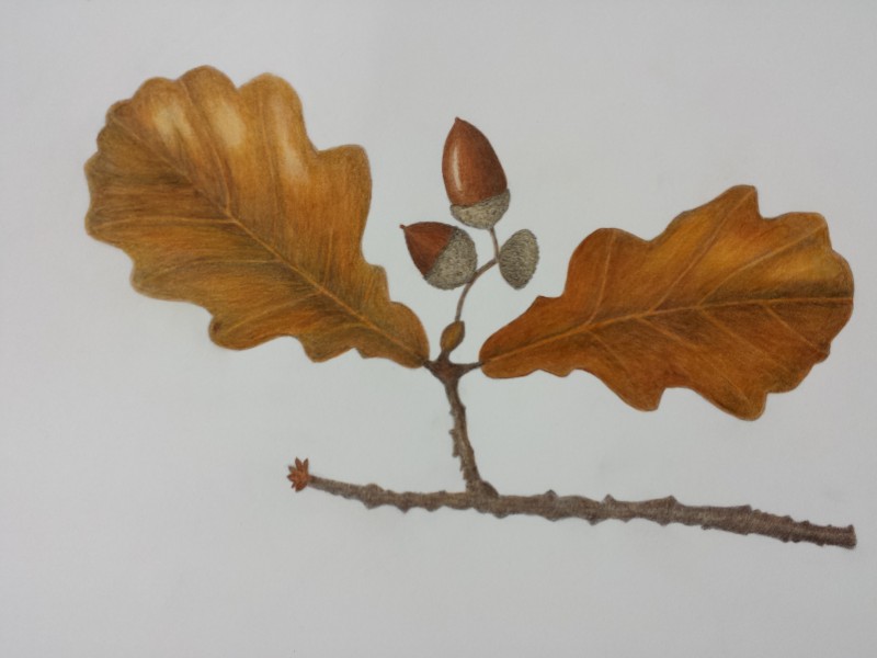 leaf-4-3