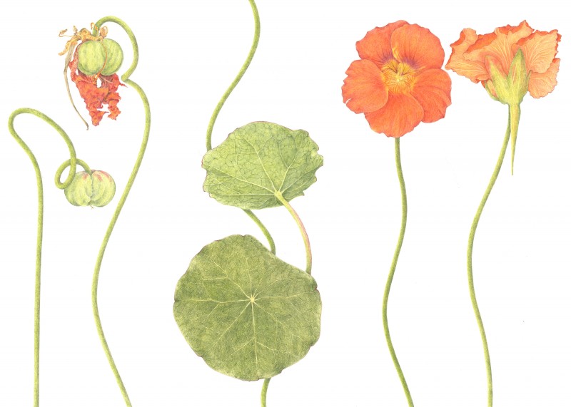 nasturtium-triptych