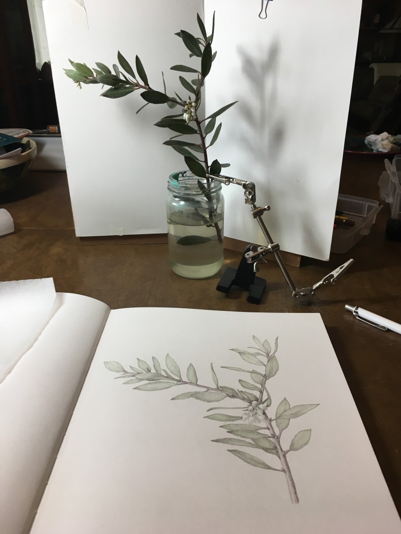 manzanita1