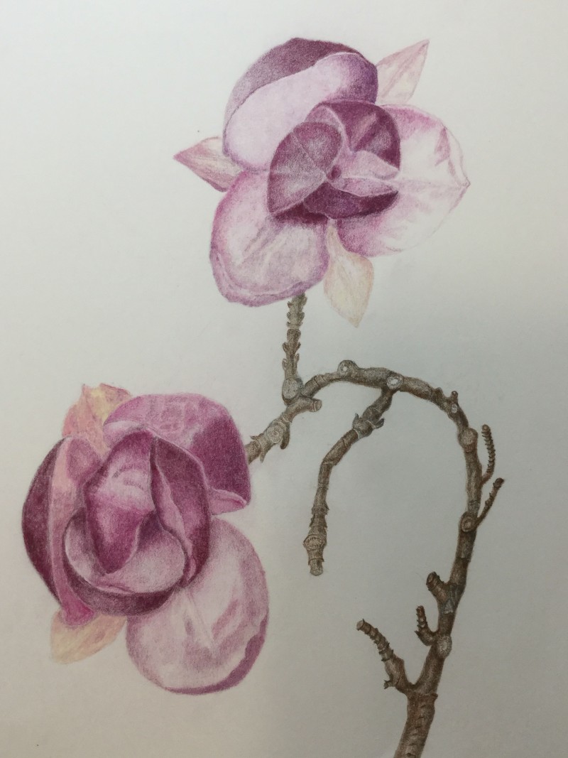 nagnoliawithbranches