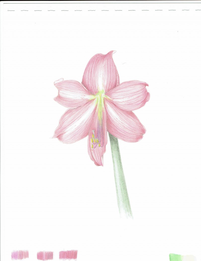 neon-amaryllis