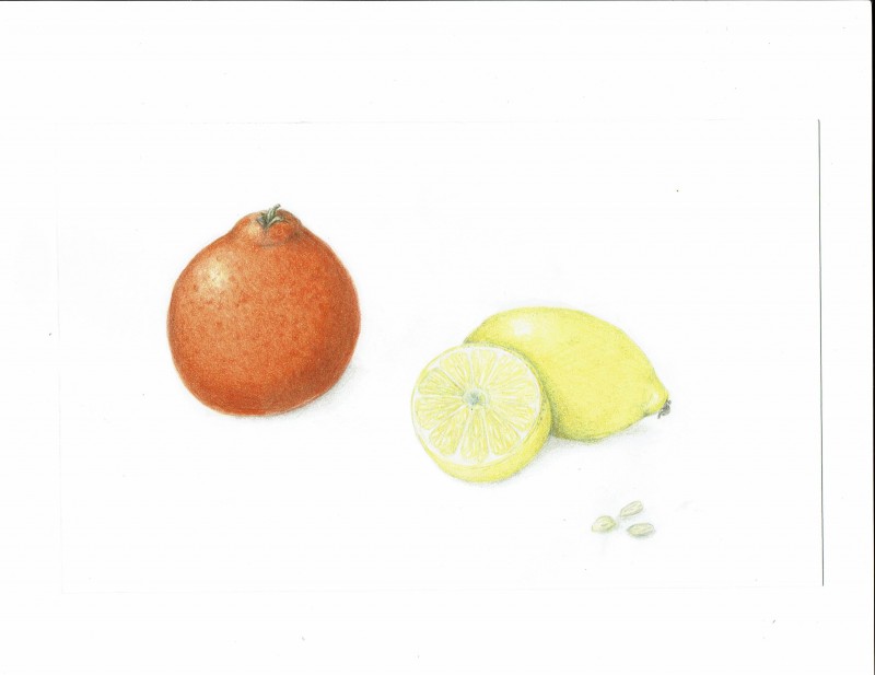 orangeandlemons