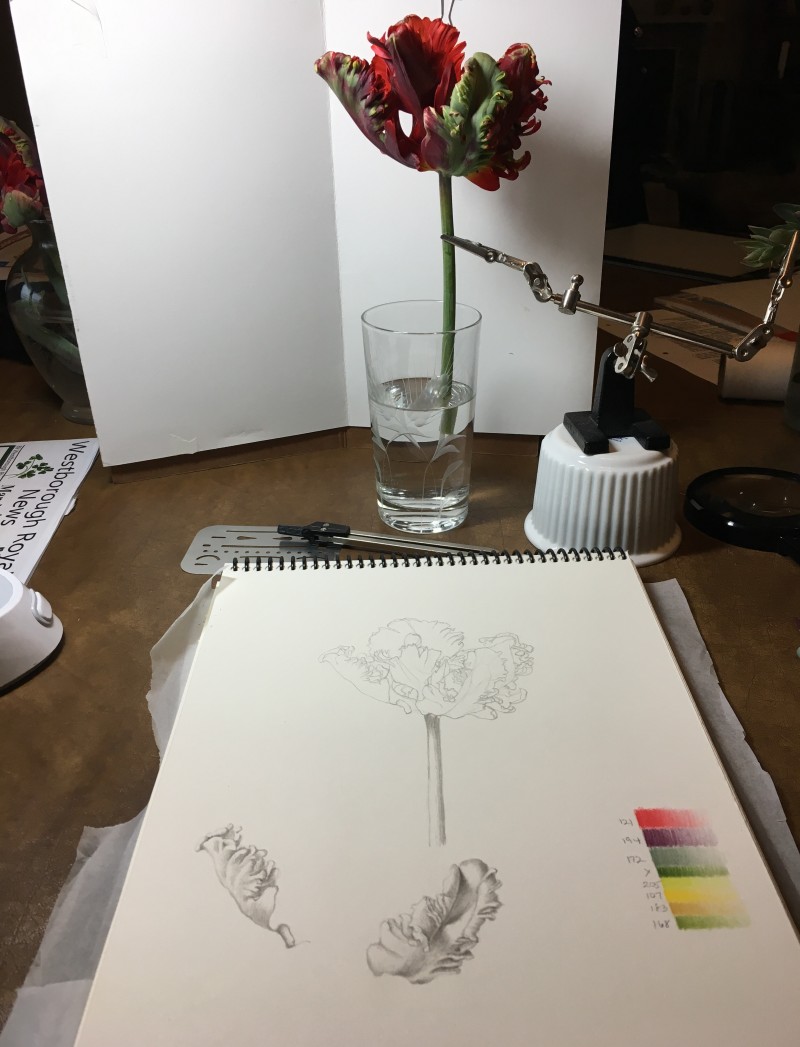 parrot-tulip