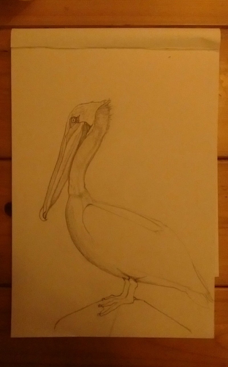 pelican