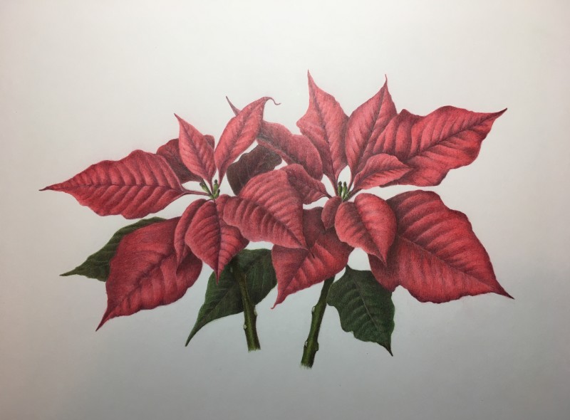 poinsettia-final