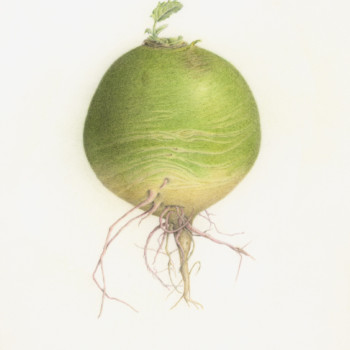 radish-3