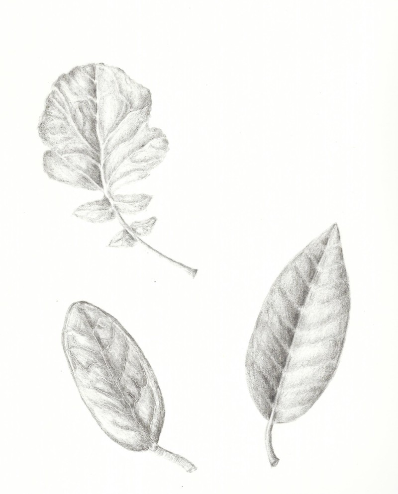 hclancyleaves20004