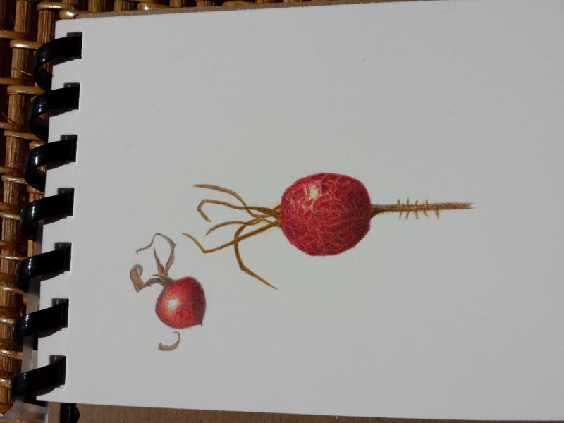 rosehips-2