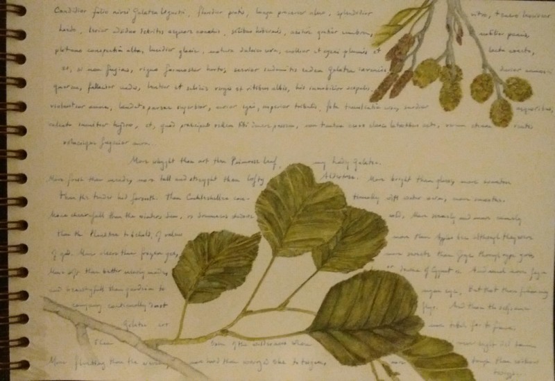 alder-ovid-first-sketch