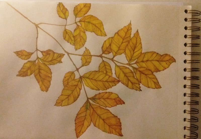 ash-tree-leaves-sketch