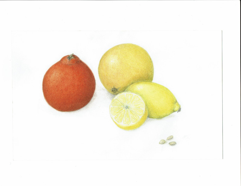 citrusfinal-5