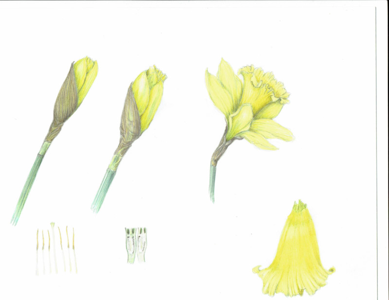 daffodil1