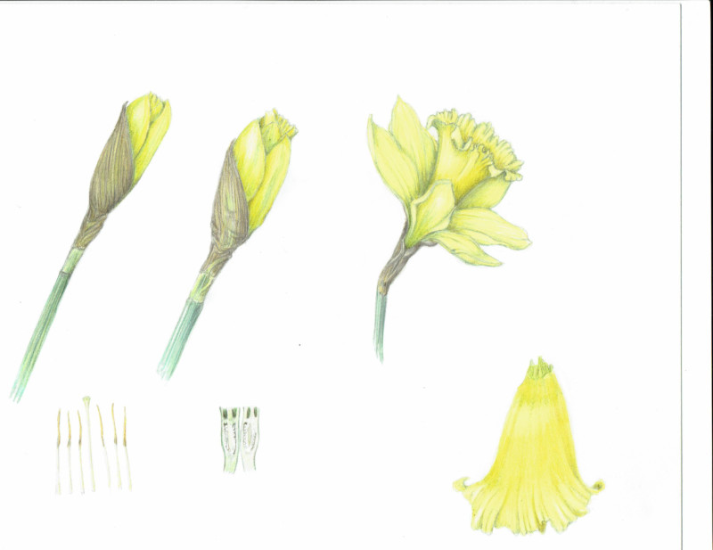 daffodilpage