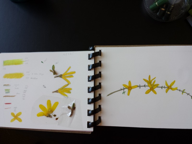 forsythia-2