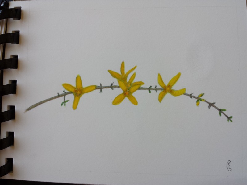 forsythia-3
