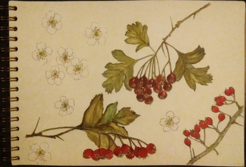 hawthorn-quick-studies-2