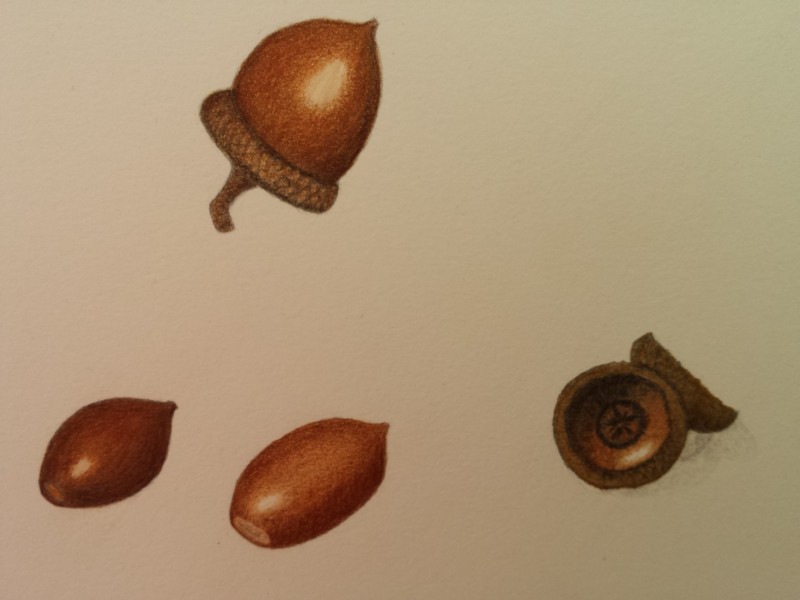 more-acorn