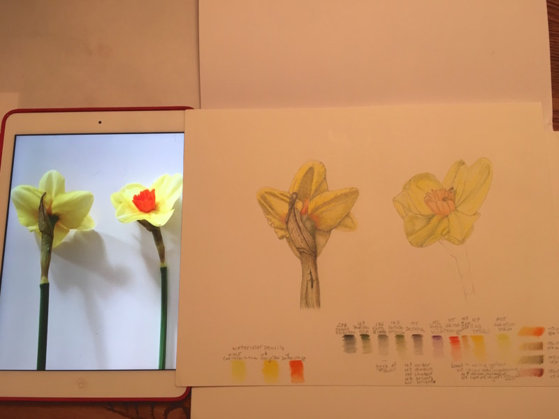 daffdrawingwipadphoto-may2017