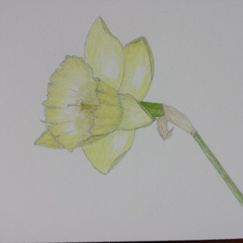 daffodil