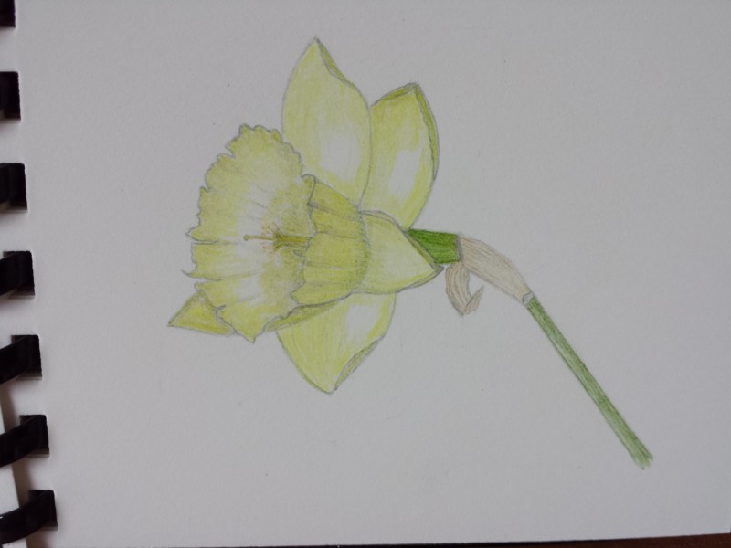 daffodil